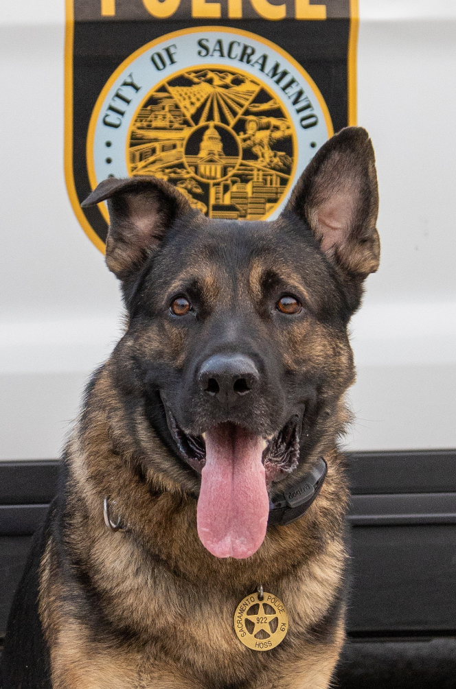 K9 